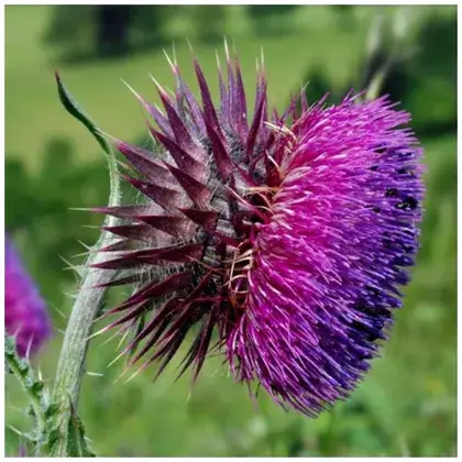 #2. Ostrożeń Lelujowski